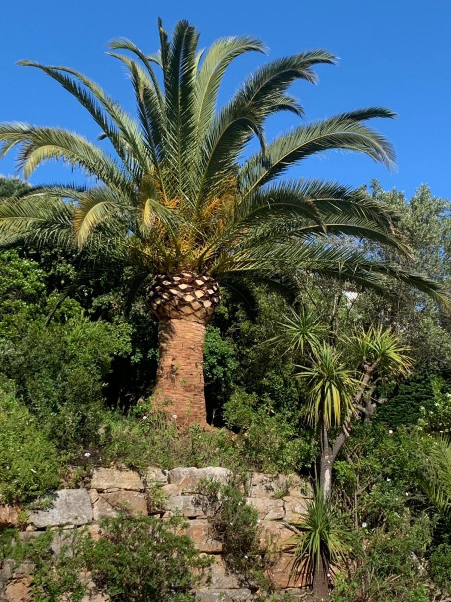 Paradis Provencal Bed & Breakfast Sainte-Maxime Exterior photo